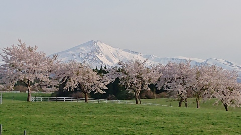 鳥海山と桜_e0140496_18445831.jpg