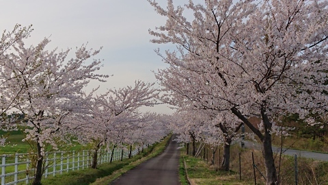 鳥海山と桜_e0140496_18453554.jpg