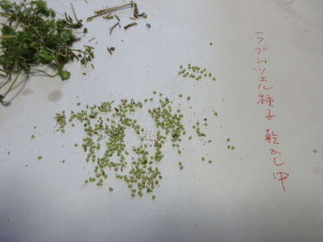 ノヂシャの種子を採る・自家製葡萄パン_a0203003_16040717.jpg