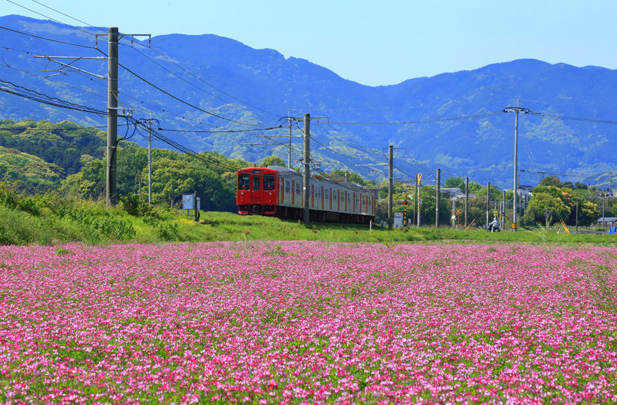 レンゲソウの咲く筑肥線_e0093903_20280812.jpg