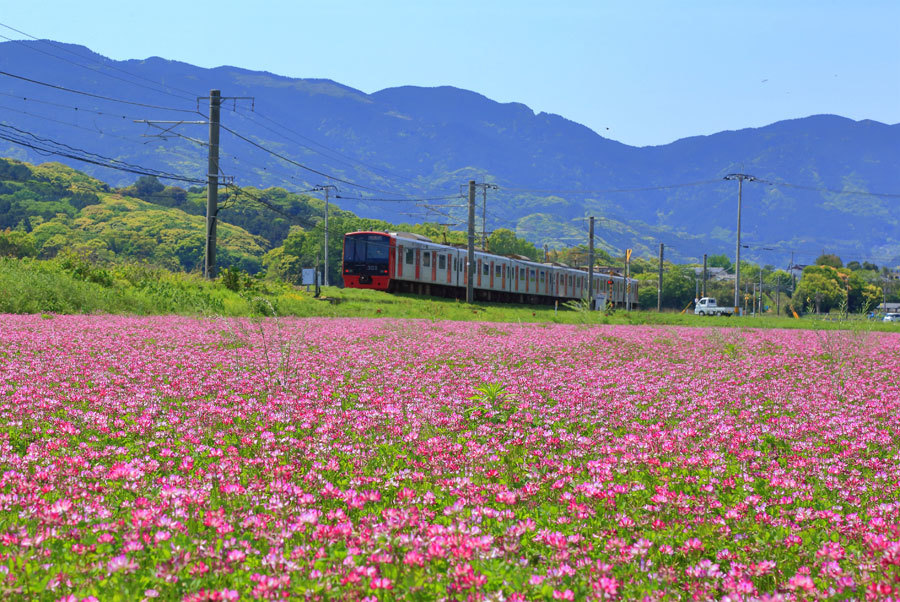 レンゲソウの咲く筑肥線_e0093903_20282130.jpg