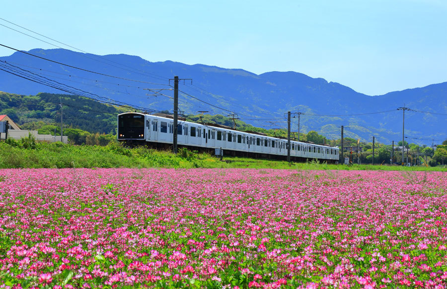 レンゲソウの咲く筑肥線_e0093903_20283467.jpg