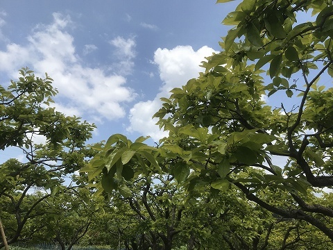e0270403_16140373.jpg