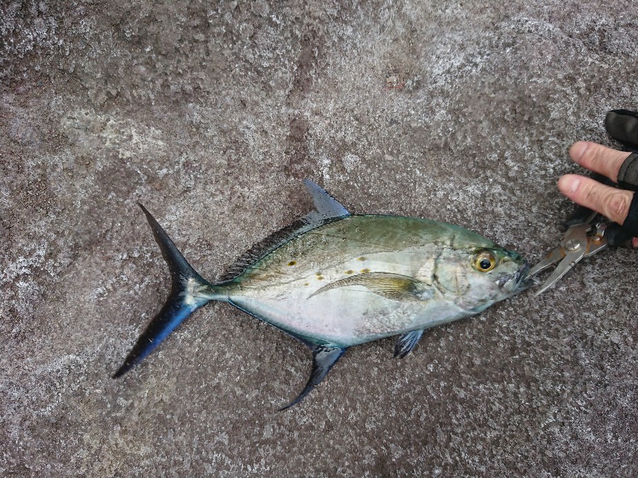 ５月の八丈島 令和元年 第３の釣り