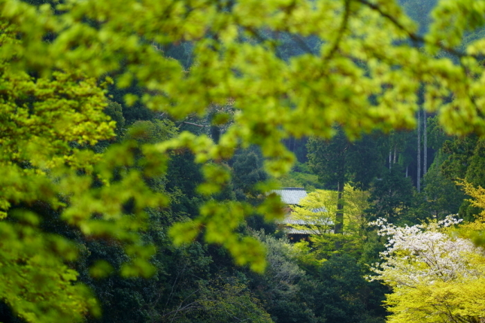 神護寺_e0177413_20122509.jpg