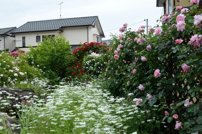 d0096422_12041754.jpg