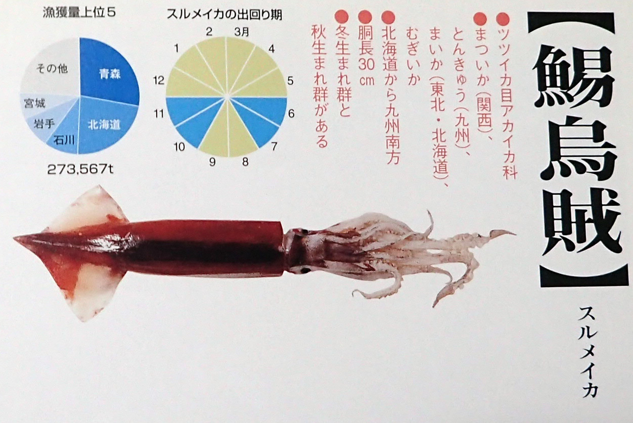 判りにくい イカの種類 19年5月日 月 釣り好き昌ちゃんの釣り日誌 判りにくい イカの種類 19年5月日 月 釣り好き昌ちゃんの釣り日誌
