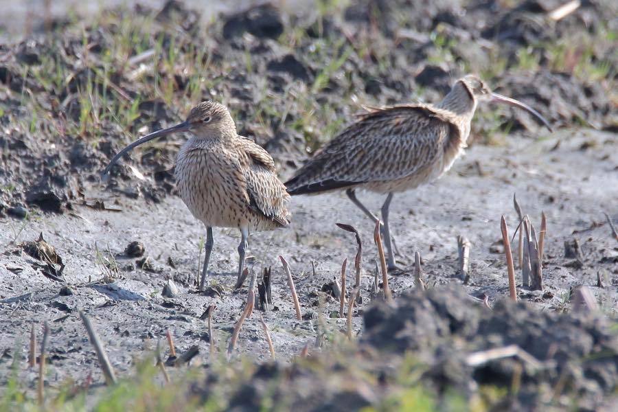 今季初　ホウロクシギ　ダイシャクシギ　オオソリハシシギ　前編_d0368631_23100642.jpg