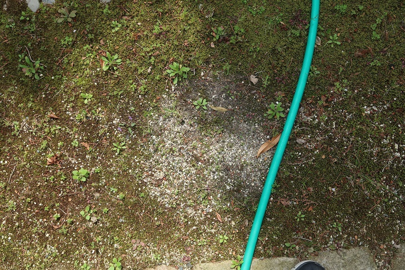 苔の実験とフォレスターの変遷_f0076731_20331109.jpg