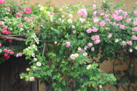 b0260241_09114797.jpg