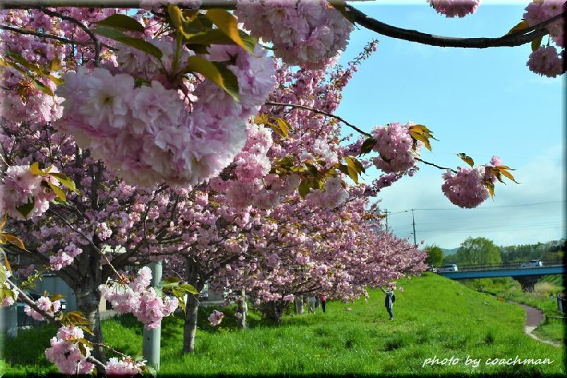 厚別川畔の八重桜_a0315942_21170578.jpg