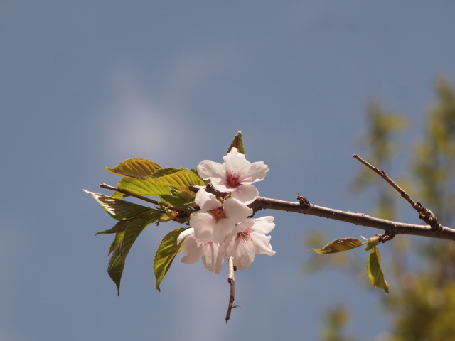 葉桜_f0219043_12530815.jpg