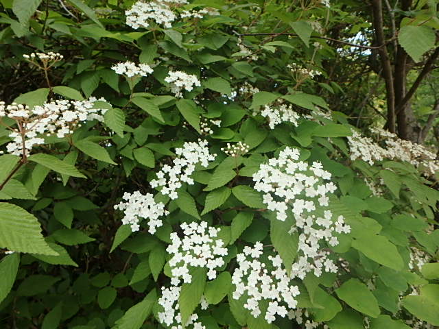 f0334143_7204958.jpg
