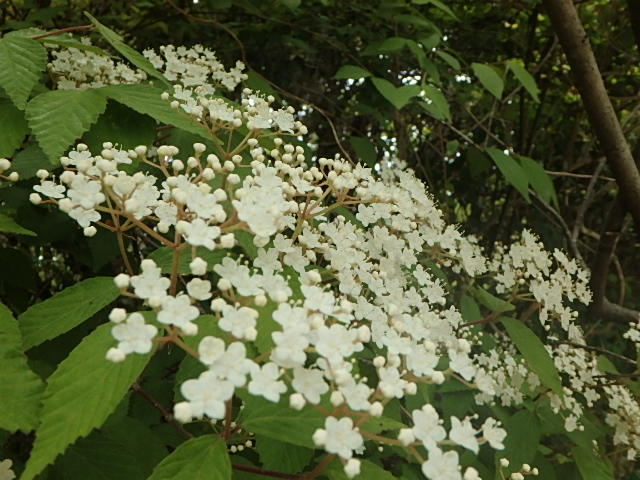 f0334143_7211021.jpg