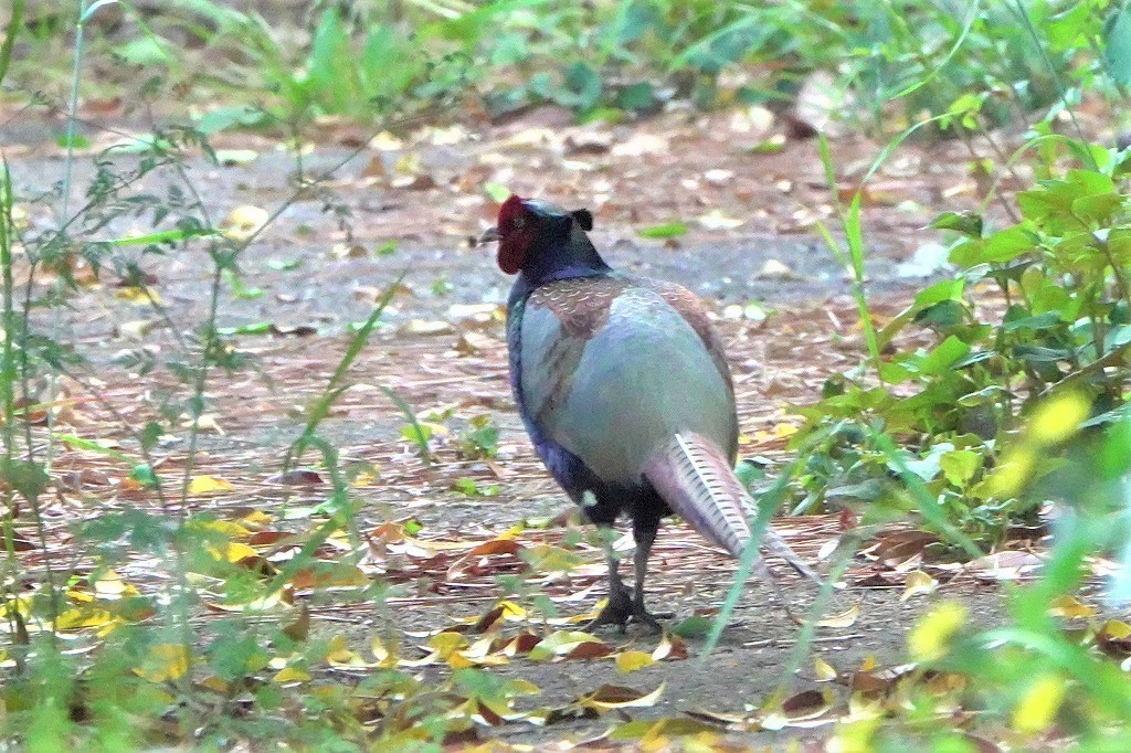 田んぼにゴイサギの続きと、キジさんなど_b0236251_13575356.jpg