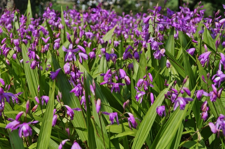 シランの花 かなりベタですが 大阪 長居植物園 たんぶーらんの戯言