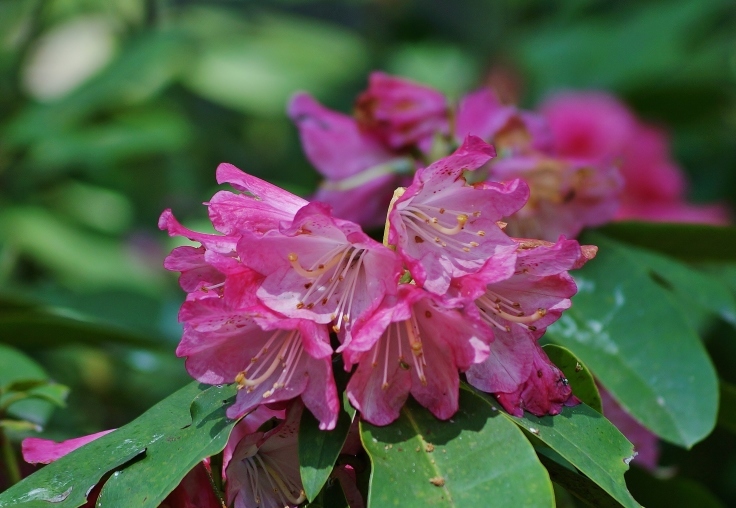 長居植物園の石楠花_b0063958_07044494.jpg