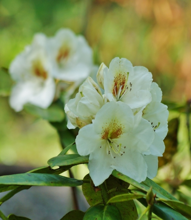 長居植物園の石楠花_b0063958_07052277.jpg