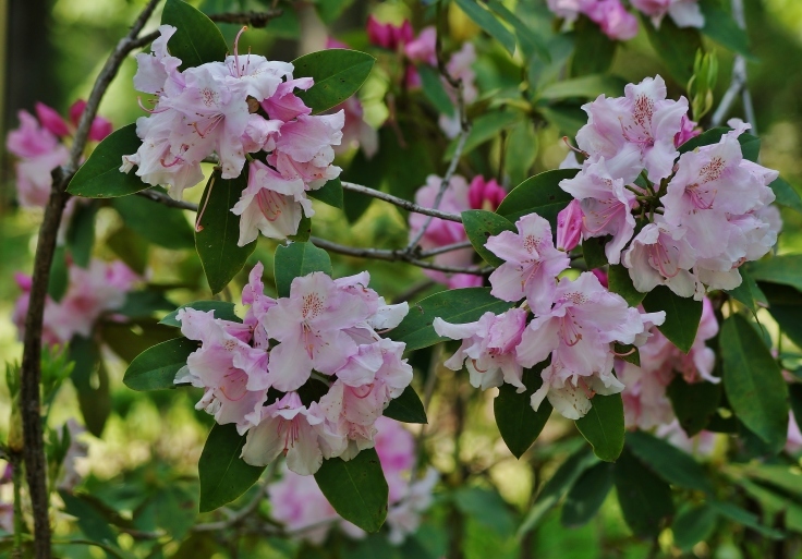 長居植物園の石楠花_b0063958_07055893.jpg