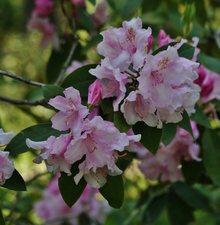 長居植物園の石楠花_b0063958_07062794.jpg