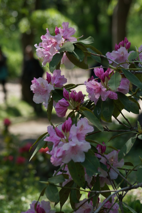長居植物園の石楠花_b0063958_07071754.jpg