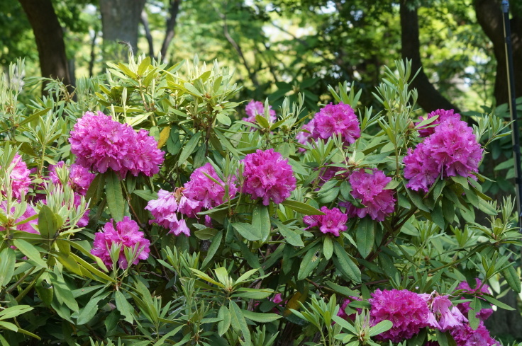 長居植物園の石楠花_b0063958_07080860.jpg