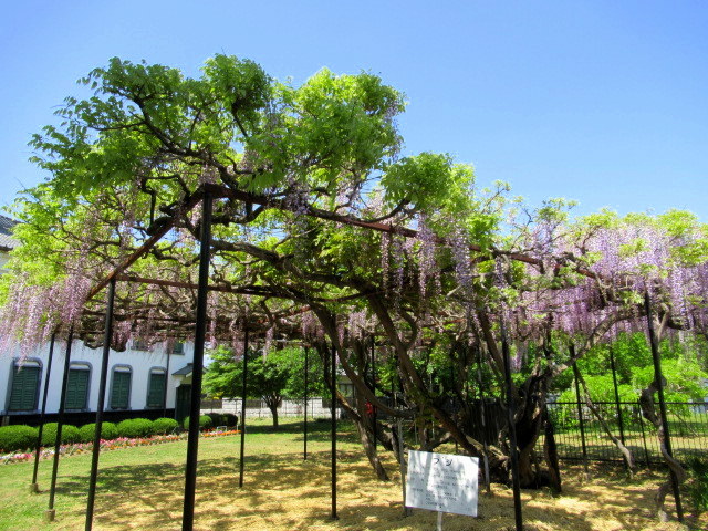 旧中込学校～岩村田・円満寺 ＊ 佐久の藤が見頃です♪_f0236260_02553125.jpg