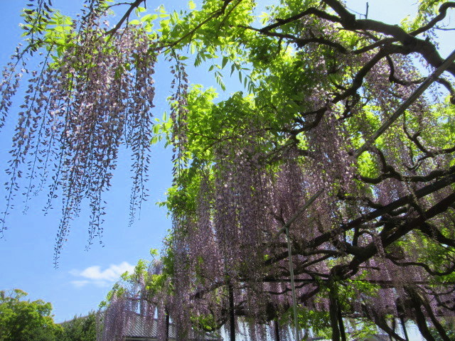 旧中込学校～岩村田・円満寺 ＊ 佐久の藤が見頃です♪_f0236260_02594291.jpg