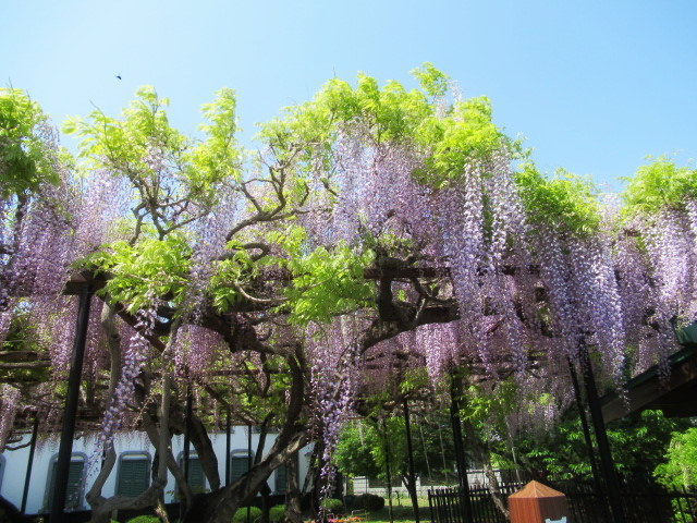 旧中込学校～岩村田・円満寺 ＊ 佐久の藤が見頃です♪_f0236260_03030619.jpg