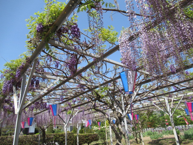 旧中込学校～岩村田・円満寺 ＊ 佐久の藤が見頃です♪_f0236260_03064130.jpg