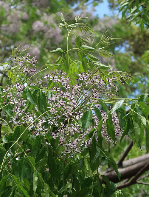 Barbotine むらさき色の植物文様_b0113868_2229255.jpg