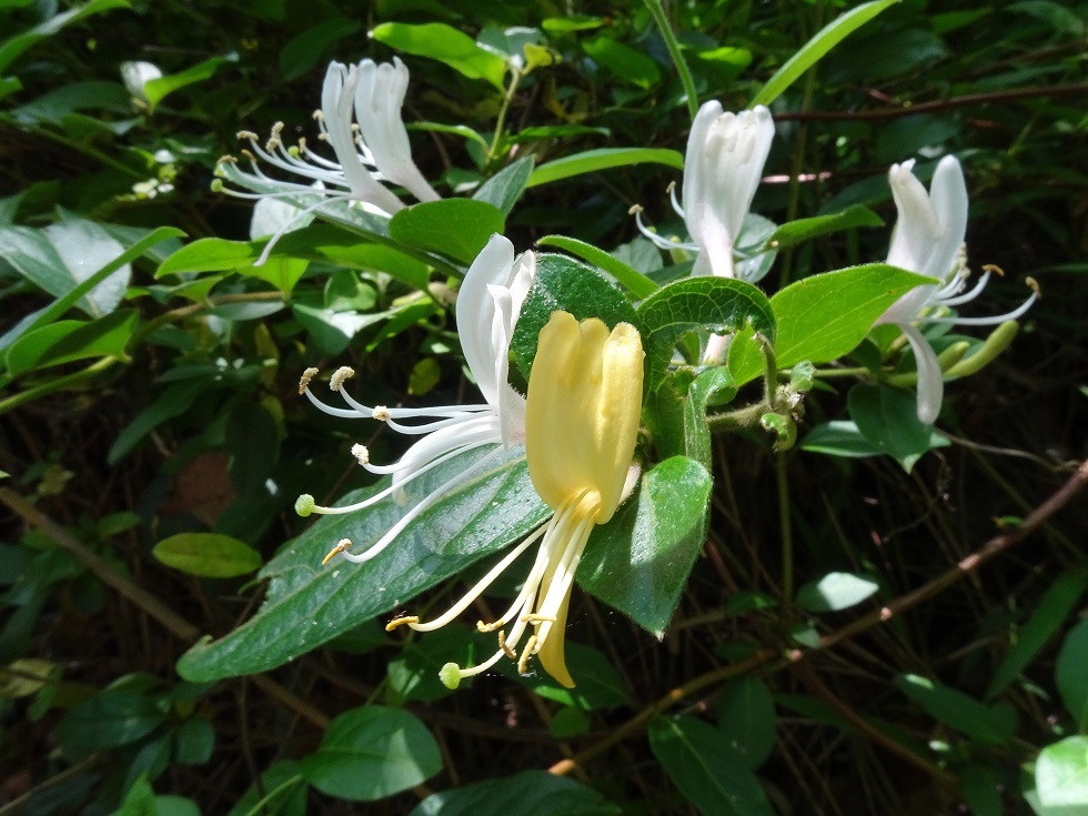 芳香に見上げる栴檀花盛り_e0407376_16574356.jpg