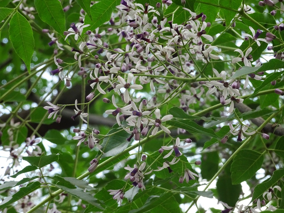 芳香に見上げる栴檀花盛り_e0407376_17313381.jpg