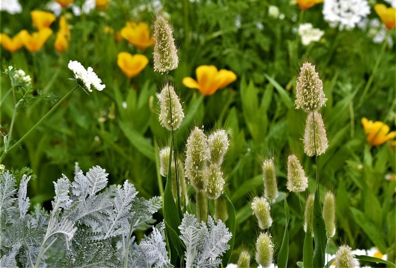 木場公園の花_e0405682_17141516.jpg