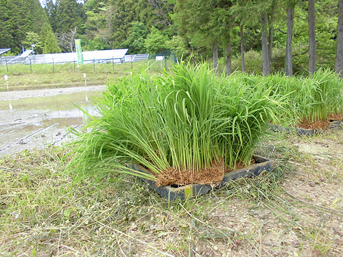 田植え体験(月光原小・西根小)_d0247484_15392862.jpg