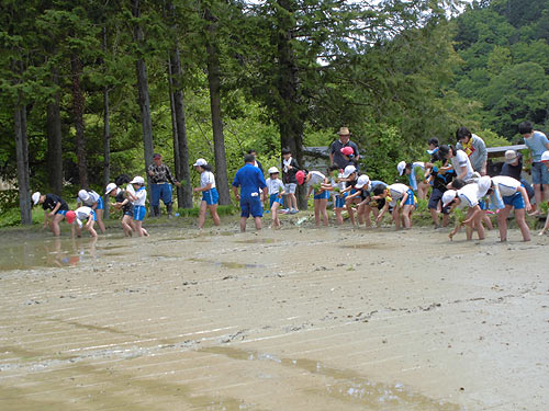 田植え体験(月光原小・西根小)_d0247484_1612552.jpg
