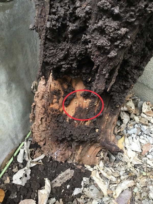 シロアリの活動時期です！_d0256297_21530153.jpeg