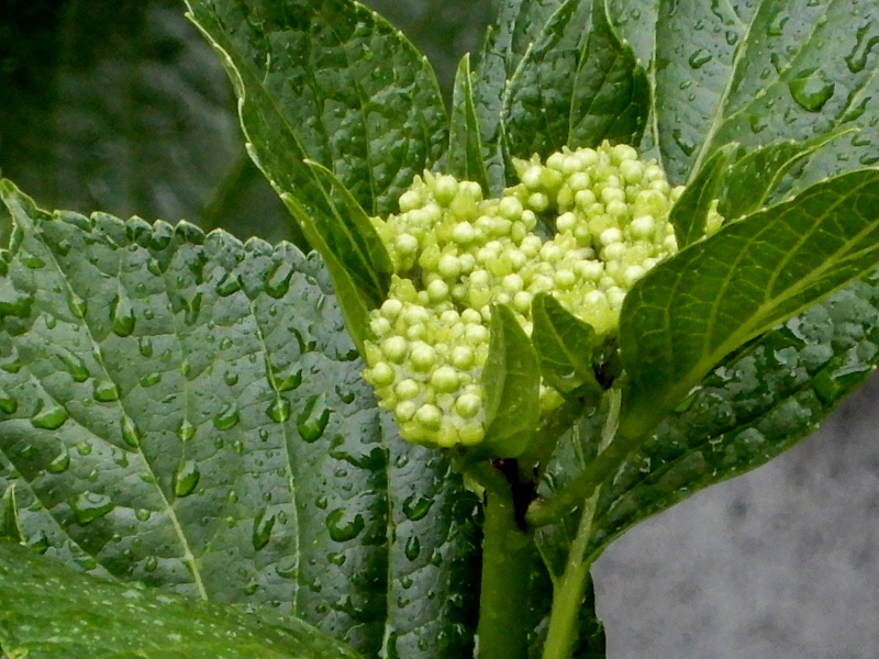 e0025300_20372981.jpg