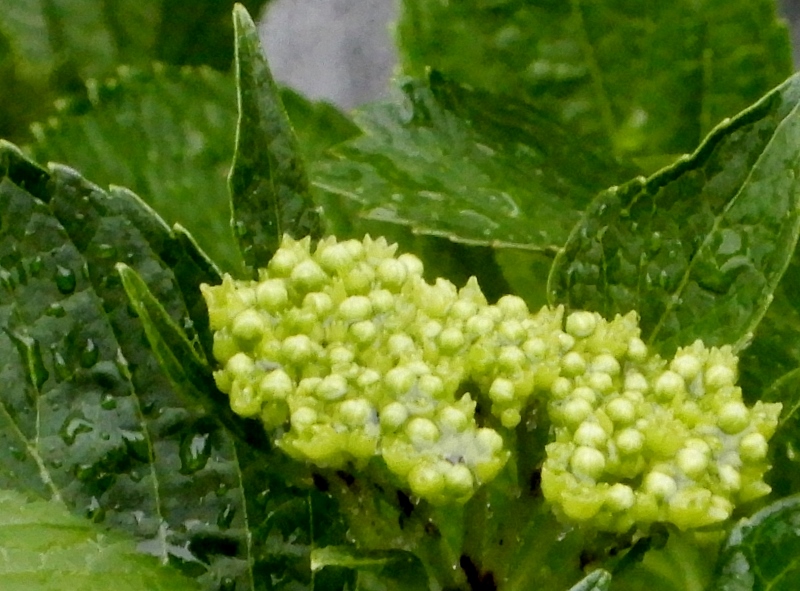 e0025300_20373954.jpg