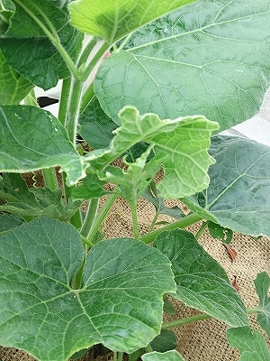 e0289203_11001200.jpg