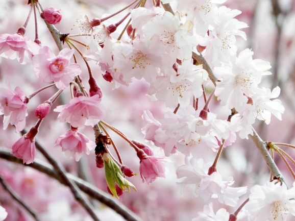 宴のあと（après la fête de fleurs de cerisier）_c0345705_07182494.jpg