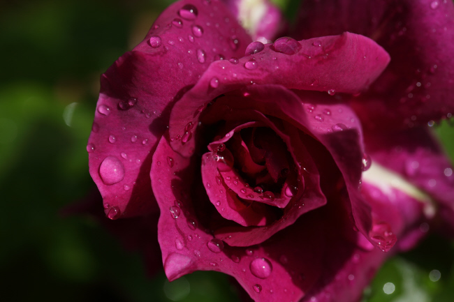 雨上がりに～薔薇～　_a0357206_23110085.jpg