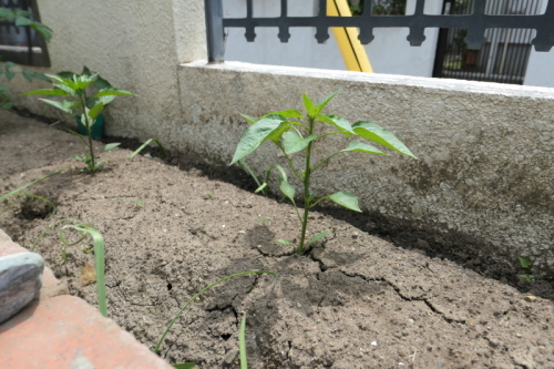 f0369014_10523246.jpg
