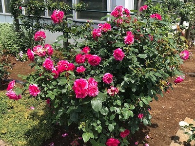 e0373815_14460381.jpg