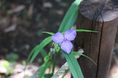 長久保公園③果物・ハーブ・花_e0373815_14505182.jpg