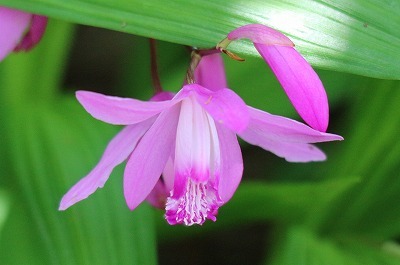 長久保公園③果物・ハーブ・花_e0373815_14505564.jpg