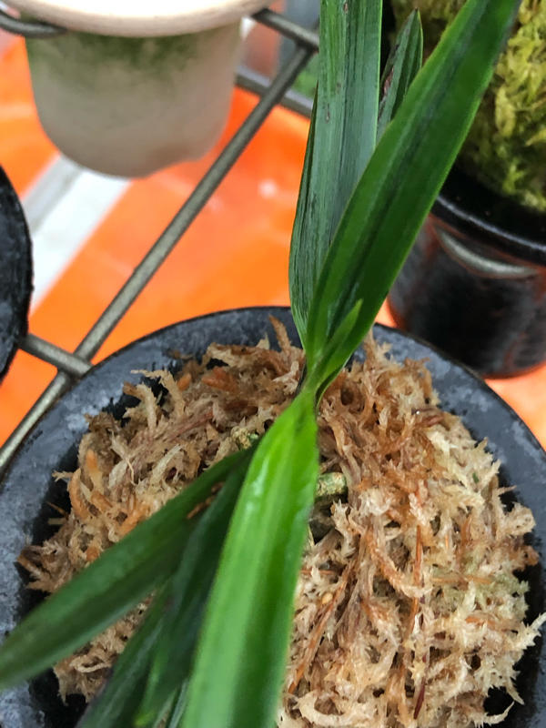 富貴蘭　友禅錦 友禅錦 - 富貴蘭讃歌