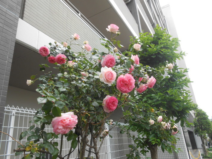 農工大へ味噌買いに。_a0095931_07482194.jpg