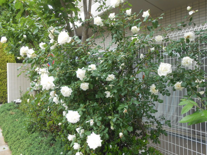 農工大へ味噌買いに。_a0095931_07482785.jpg