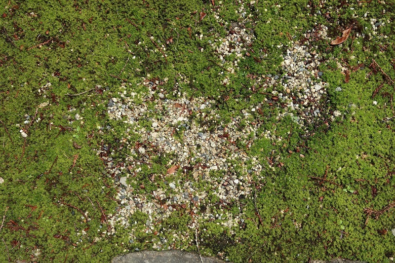 苔の実験とフォレスターの変遷_f0076731_12531331.jpg
